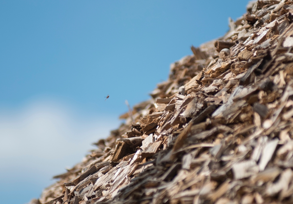 New Study Explores the Potential for Biomass as a Long-duration Energy Store